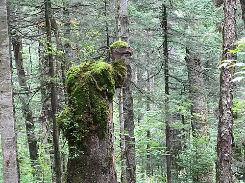 Хвойный лес в заповеднике «Чанбайшань»