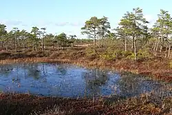 Сосны-кривули на болотах