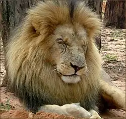 Лев7 мая 2011