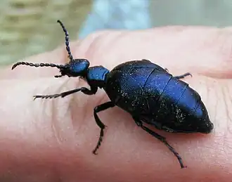 Meloe violaceus
