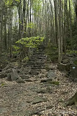 Старая лестница в лесу