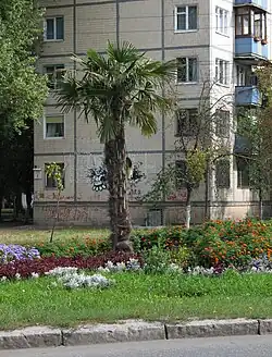 Пальма на площади Валерия Марченко