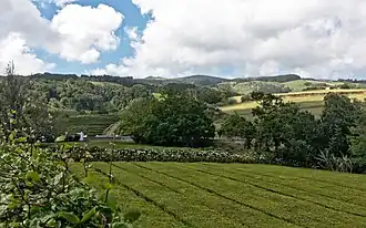 Чайная плантация