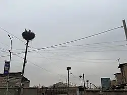 Аисты в брачный период