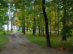 Аллея среди клёнов