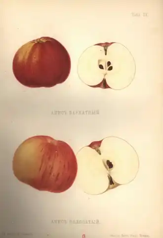 «Анис полосатый» (внизу). «Атлас плодов» под редакцией Адама Гребницкого, 1906