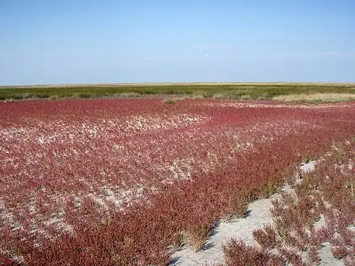 Ландшафт низменности: солонцы