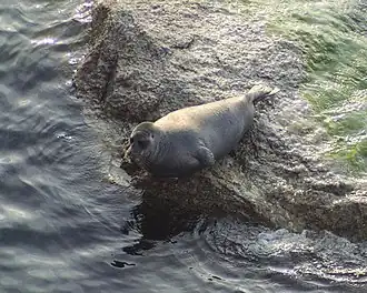 Байкальская нерпа