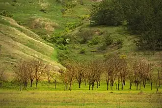 «Новониколаевский» ландшафтный заказник.