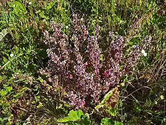 Цветущий белокудренник чёрный. Белгородская область, Россия