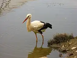 Белый аист (Ciconia ciconia)