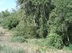 Днепровская берёза