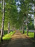 Березовая аллея в Милгрависе
