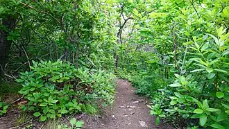 Бересклет на мысе Пассека