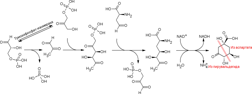 Путь биосинтеза дегидрохинната у большинства архей