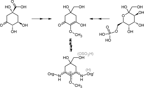 Пути биосинтеза микоспоринов