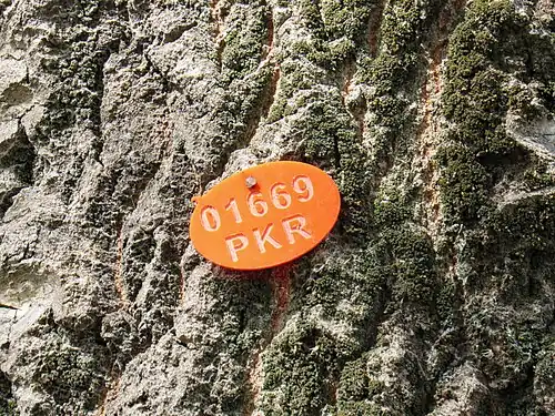 Номерок на дереве