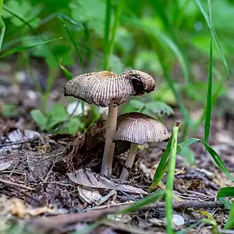 Навозник обыкновенный