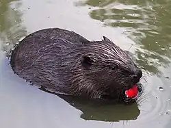 Бобрёнок с яблоком из Покровского-Стрешнева