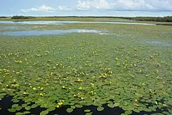 Болотоцветники Болоньского заповедника