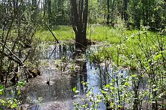 Многие болота, как это в районе деревни Полесково, летом пересыхают и наполняются водой лишь во время весеннего паводка
