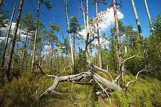 Коряга на болоте Матиськи