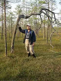 Заросли карликовых сосен на Болоте Пьянишник