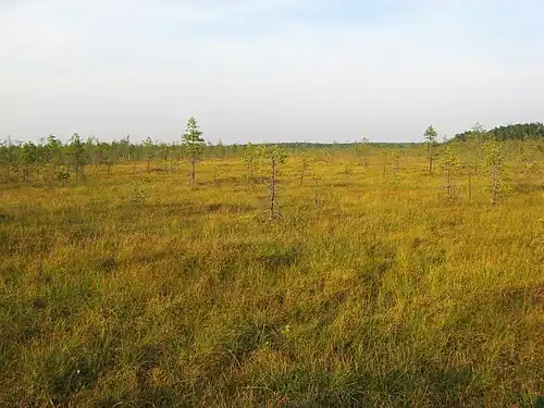 Болото Пьянишник — памятник природы, место рождения Западной Двины