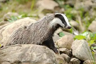Барсук в Синевире (Закарпатская область, Украина)