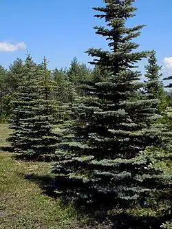 Сказочная поляна