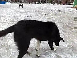 Canis lupus familiaris