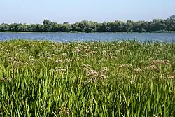 Бузан между Диановкой и Кудрино