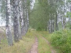 Бывшая школьная аллея