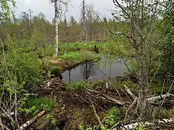 Завал на реке