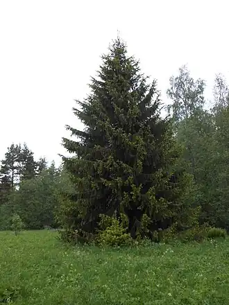 Вековая ель на острове Пеллотсари. Июнь 2012 года