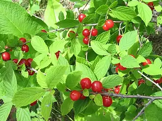 Листья и плоды вишни войлочной