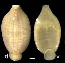 Под буквой d изображение спинной (dorsal) стороны, под буквой v — брюшной (ventral). Шкала изображает отрезок в 1 мм.