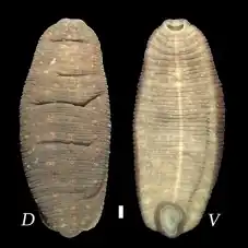 Буквой D обозначен вид со спинной (dorsal), буквой V — с брюшной (ventral) стороны. Шкала изображает отрезок длиной в 1 мм.