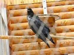 Ворон (Corvus corax), вид внесён в Красную книгу МСОП