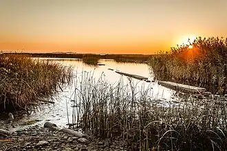 Плавни на берегу заказника