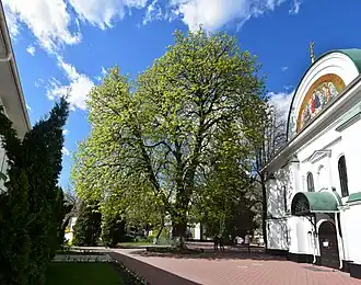 Каштан Петра Могилы