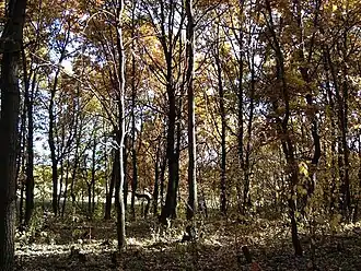 Ахмеровский лес осенью 2008 года