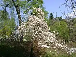 Магнолия на Балтийской улице