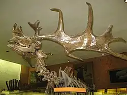 Скелет гигантского оленя