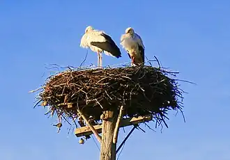 Аисты — символ праздника