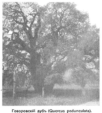 Фото из книги Симиренко Л. П. Крымское промышленное плодоводство