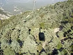 Над сосновым лесом