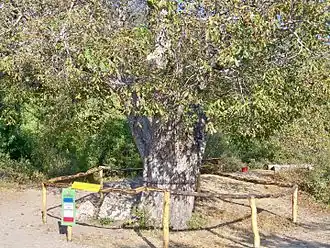 Орех Юрия Никулина