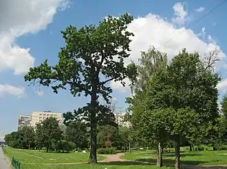 Благоустроенный в 2007 году сквер между особняком Чернова и Невой