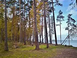 Деревья у побережья